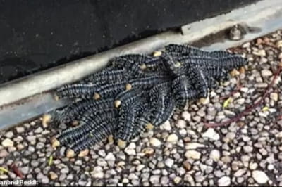 Чудернацькі створіння