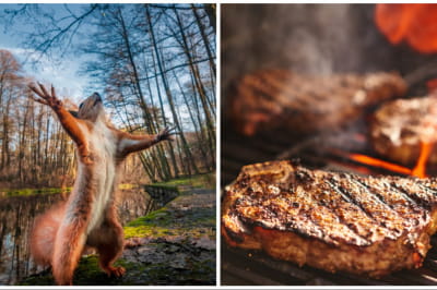 Білка та стейк