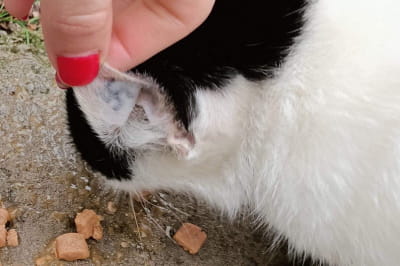 Кішка з тату та її дітки, яким потрібна вірна родина