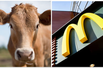 Корова и Макдональд