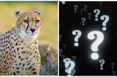Гепард та знаки питання