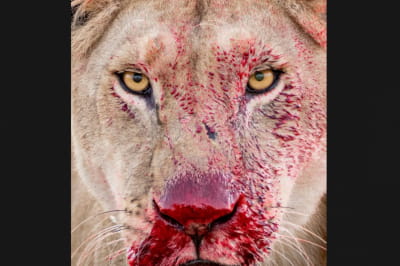 Wildlife Photographer of the Year