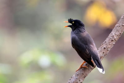 Jungle myna