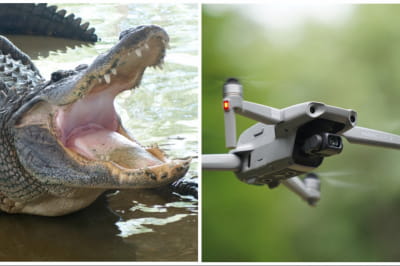 Алігатор і дрон