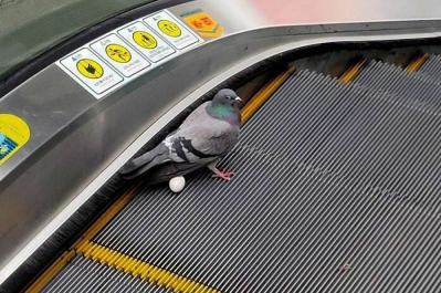 Я Тарас, мне нормас