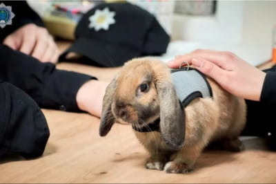 Український кролик-поліцейський