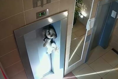 Инцидент с собакой в России