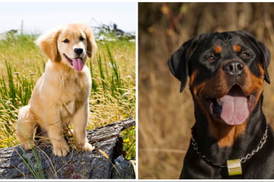 Золотистий ретривер і ротвейлер
