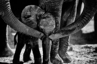 Слони і слоненя