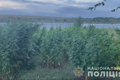 Плантація