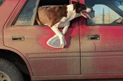 Він дуже любить так їздити