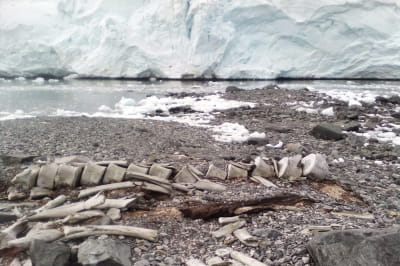 Скелет кита на острові Расмуссен