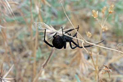 Павук Чорна вдова