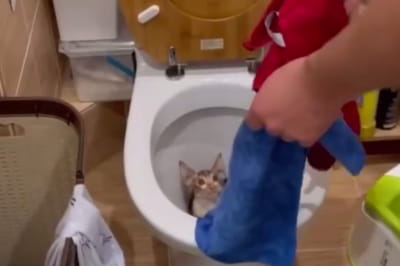 Котенок в унитазе