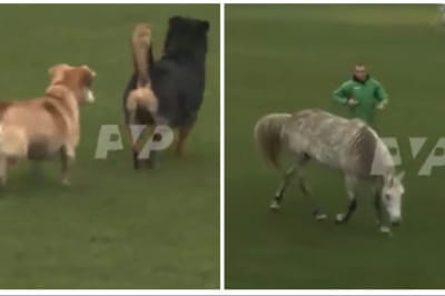 Тварини під час відбіркового матчу Дефлімпійських ігор 2021 року на стадіоні "Ворскла – Зміна"