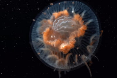 Кадри Еміліано Чімолі