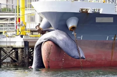 Кит на танкері