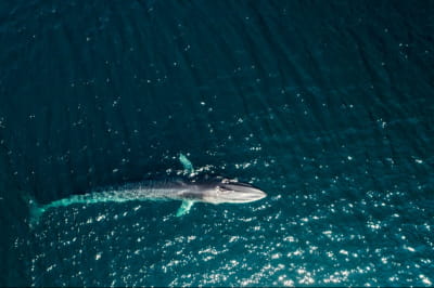 Смугач фінвал