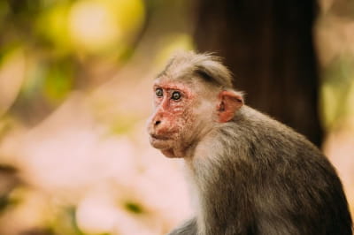 Macaca radiata