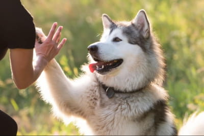 Аляскинський маламут