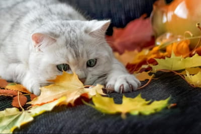 Котик