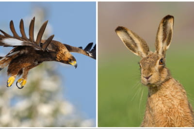 Беркут і заєць