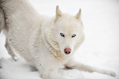 Білий хаскі