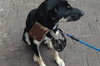 Залишена собака у Запоріжжі