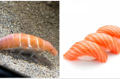 Ізопод та суші