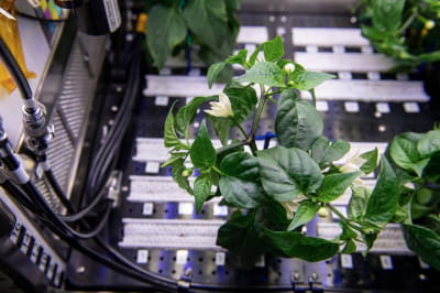 Астронавты МКС вырастили перец в условиях микрогравитации 