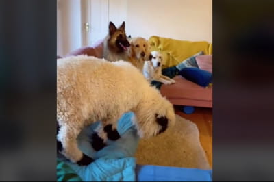 Песики та вівця