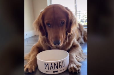 Песик "Манго"