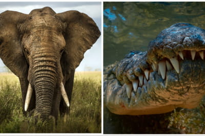 Слон и крокодил