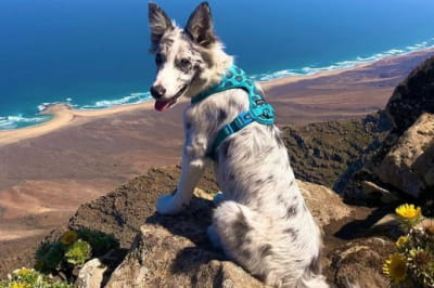 Песик на ім'я Педруско