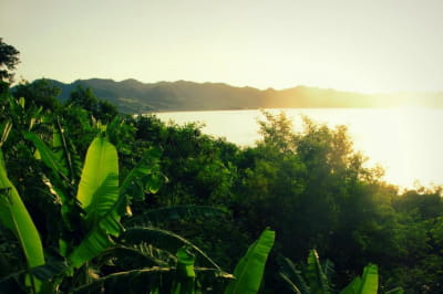 Тропічний ліс