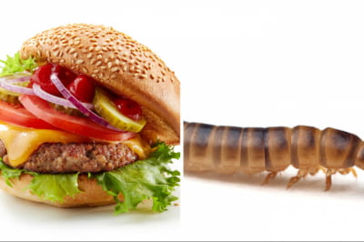 Бургер і Alphitobius diaperinus