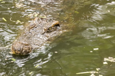 Крокодил