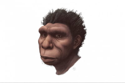 Homo bodoensis 