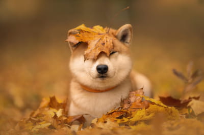 собака
