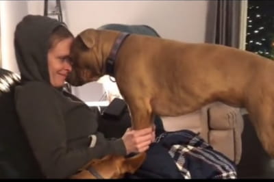 Пітбуль і його господарка