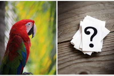 Папуга та знак питання