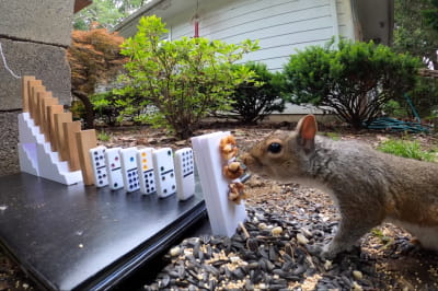 Білка поблизу годівнички 