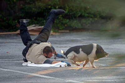 Погоня за свиньей