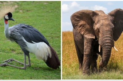 Венценосный журавль и слон