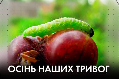"Час Ч"