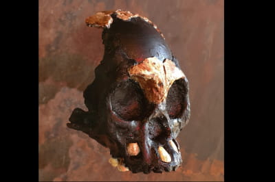 Череп дитини Homo naledi