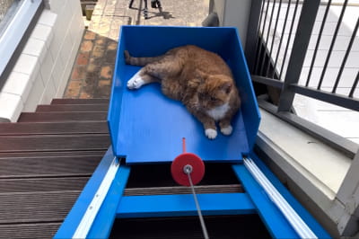 Котик на лифте