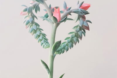 Ечевія (Echeveria)