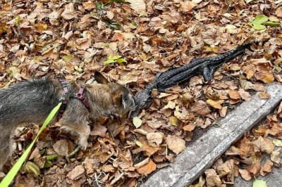 Крокодил у Києві