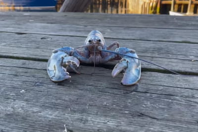 Омар із "солодкої вати"